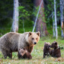  POZOR !!! - monitorovaný pohyb medvedice Medveďa hnedého 1